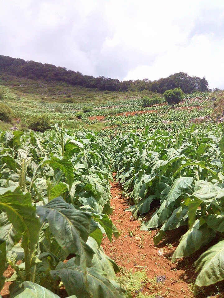 【蒙自天气预报,蒙自天气预报7天】-第2张图片