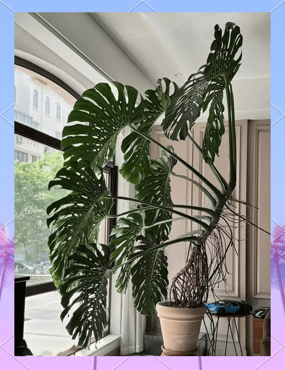 养龟的方法和技巧/养龟的小技巧-第3张图片