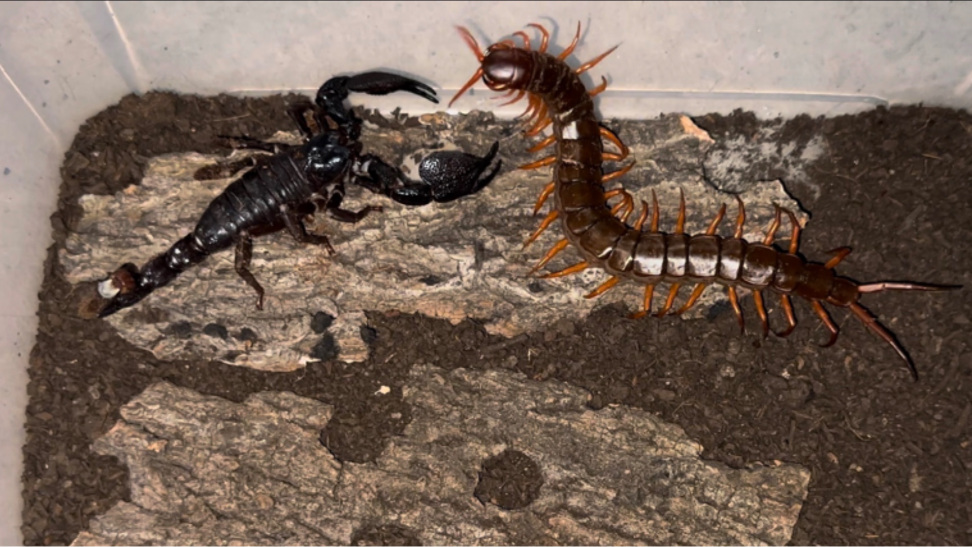 越南巨人蜈蚣(越南巨人蜈蚣有毒吗)-第3张图片