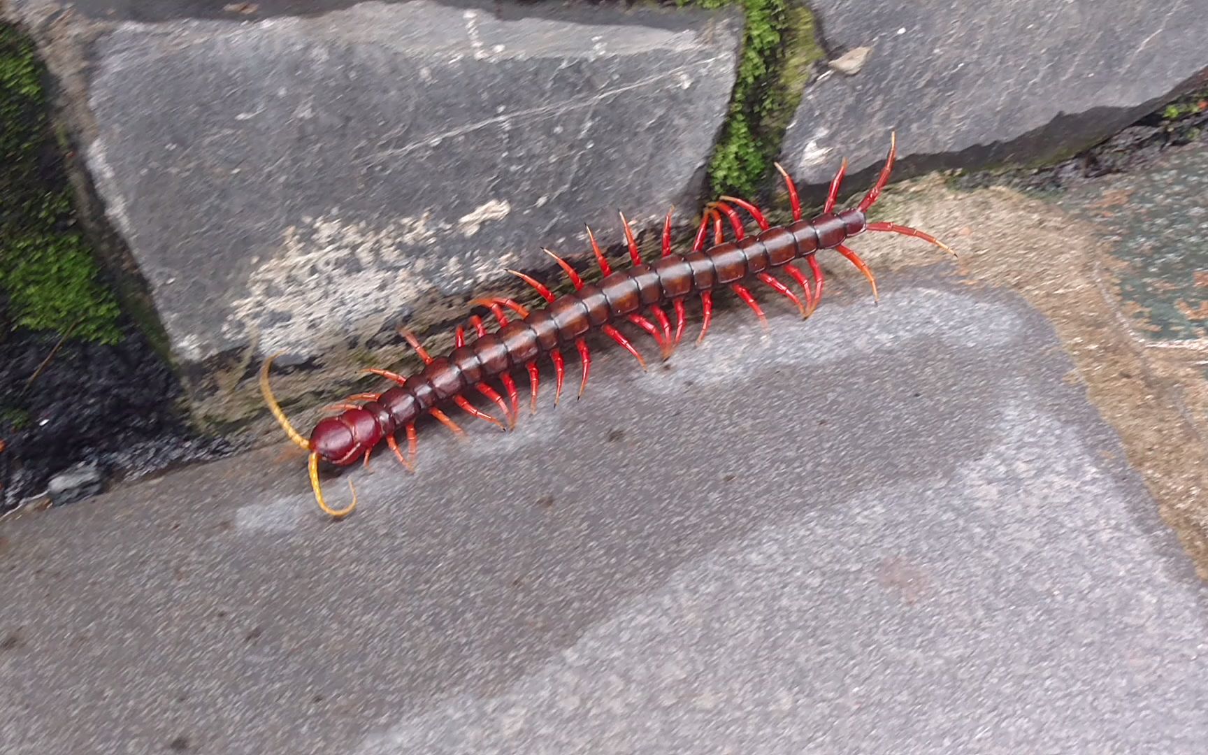 越南巨人蜈蚣(越南巨人蜈蚣有毒吗)-第1张图片