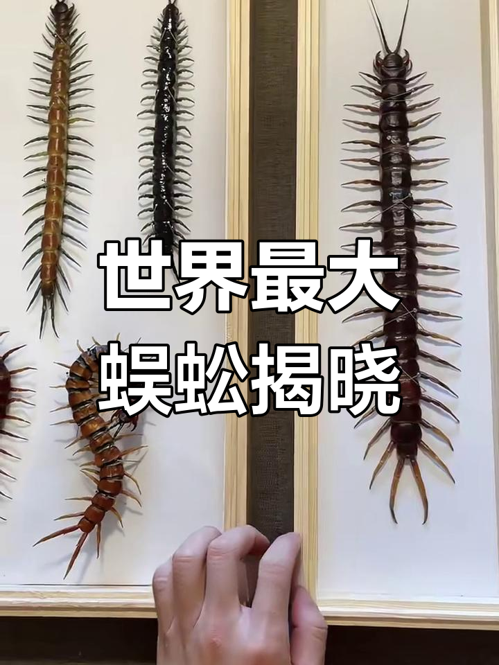 【巨人黑间脚蜈蚣厉害吗,巨人蜈蚣排名】-第1张图片