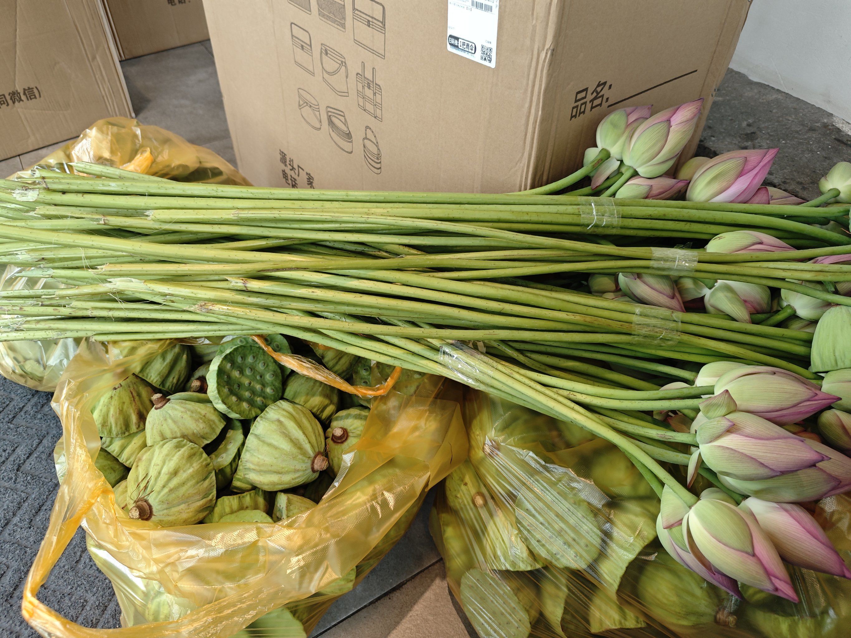 蓬莲乳和空手指(莲蓬乳和空手指是什么意思)-第1张图片