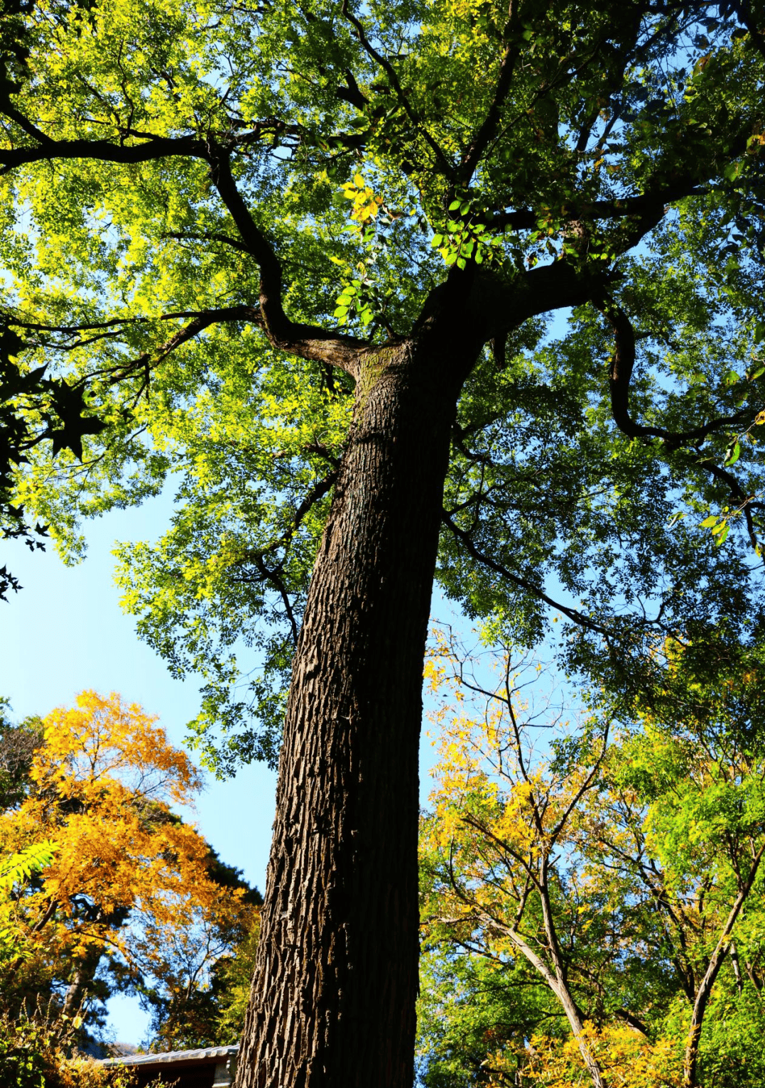 上方山国家森林公园/上方山国家森林公园老人免票吗?-第2张图片