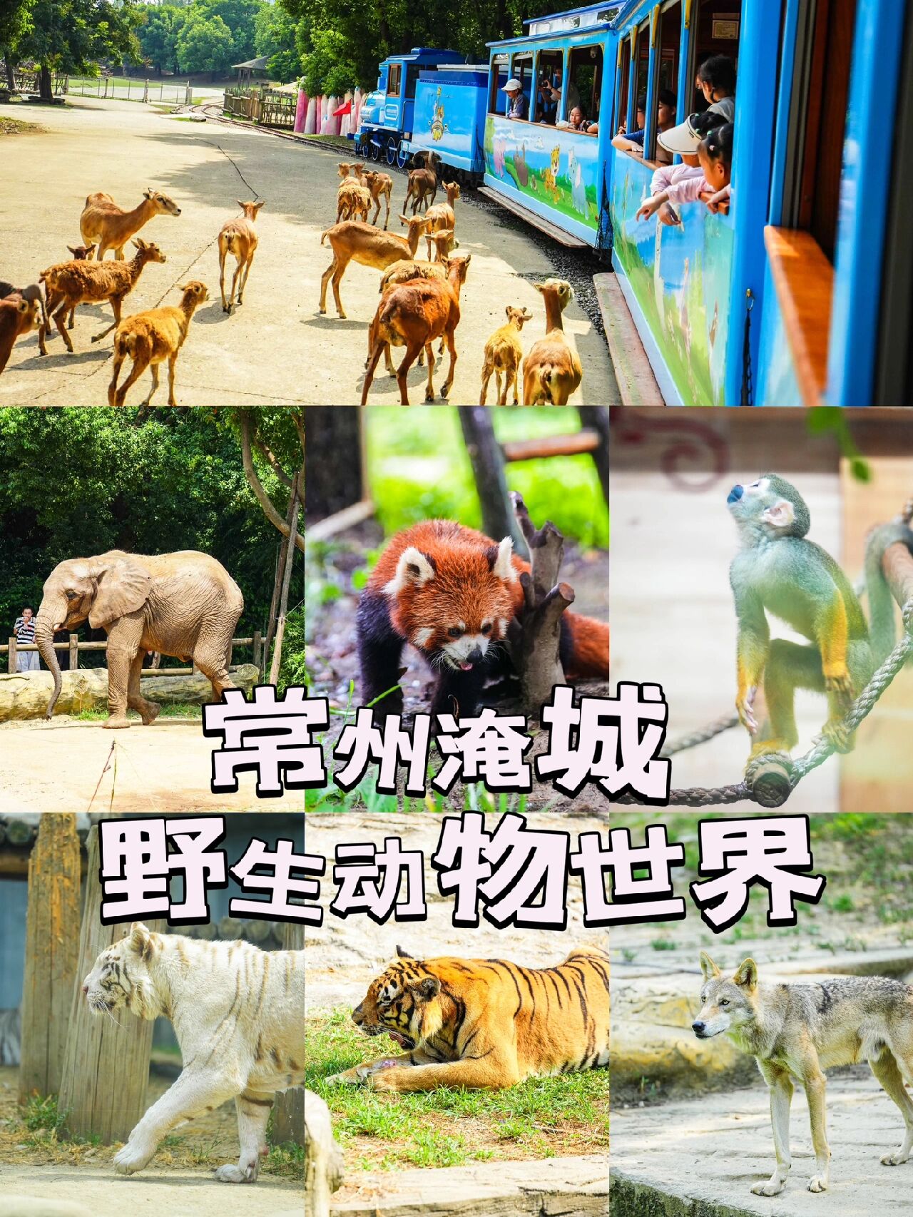 常州淹城野生动物园门票.常州淹城野生动物园门票优惠政策?-第1张图片