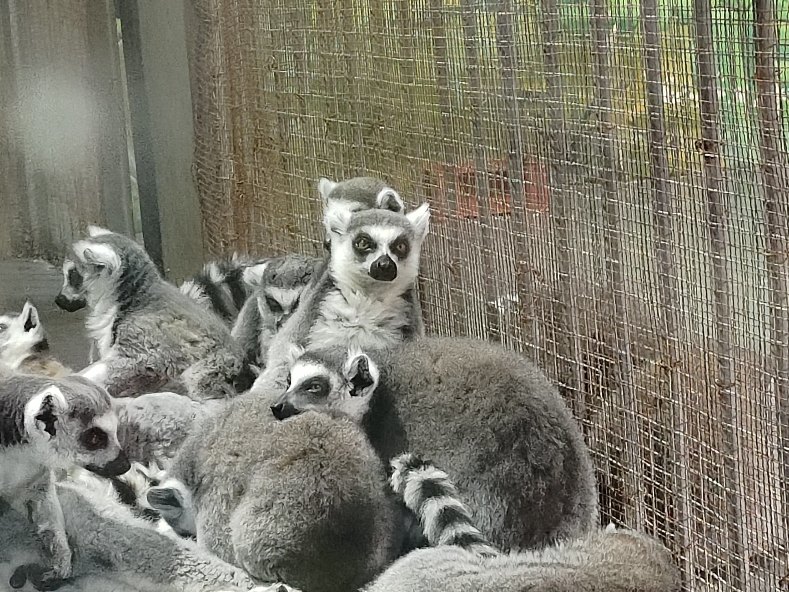 西安秦岭野生动物园门票/秦岭动物园收费价目表-第2张图片