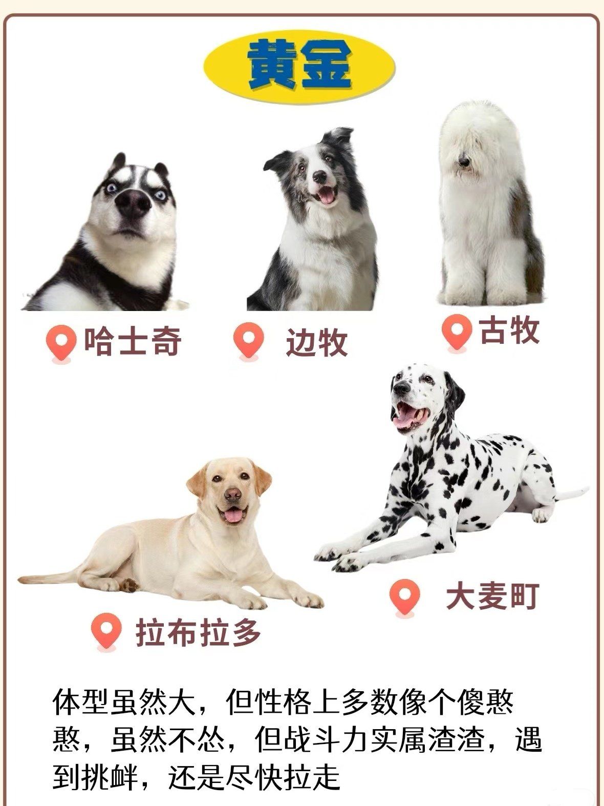 动物智力排名.动物智力排名榜全部？-第1张图片