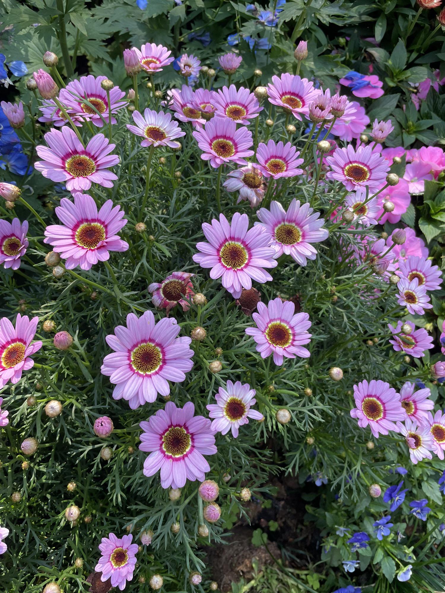 深圳一日游建议去哪里(深圳一日游好去处)-第2张图片