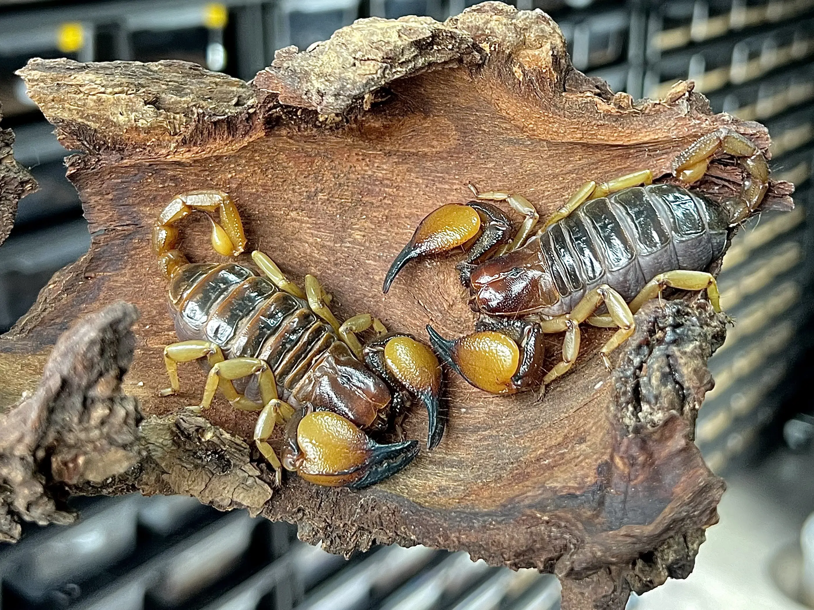 以色列金蝎毒液/以色列金蝎ld50-第2张图片