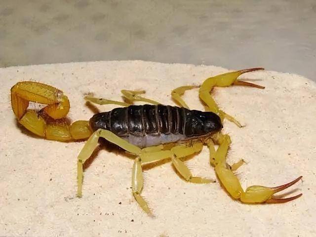 以色列金蝎毒液/以色列金蝎ld50-第1张图片