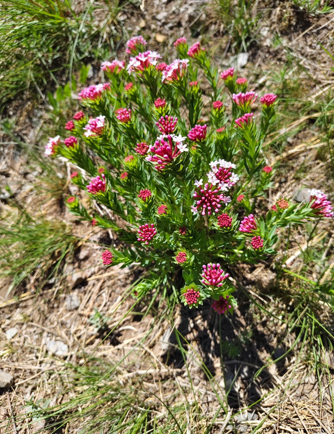 有毒的花有哪些.路边有毒的花有哪些？-第1张图片