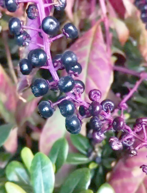 有毒的花有哪些.路边有毒的花有哪些？-第3张图片