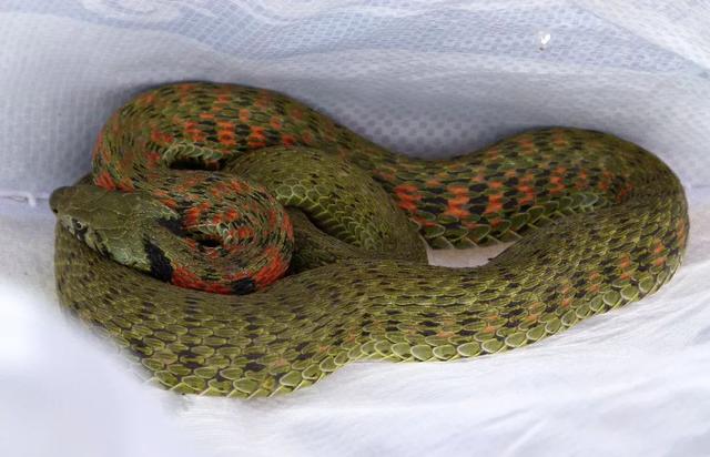 中国鸡冠蛇真的存在吗.中国有鸡冠蛇吗？-第2张图片