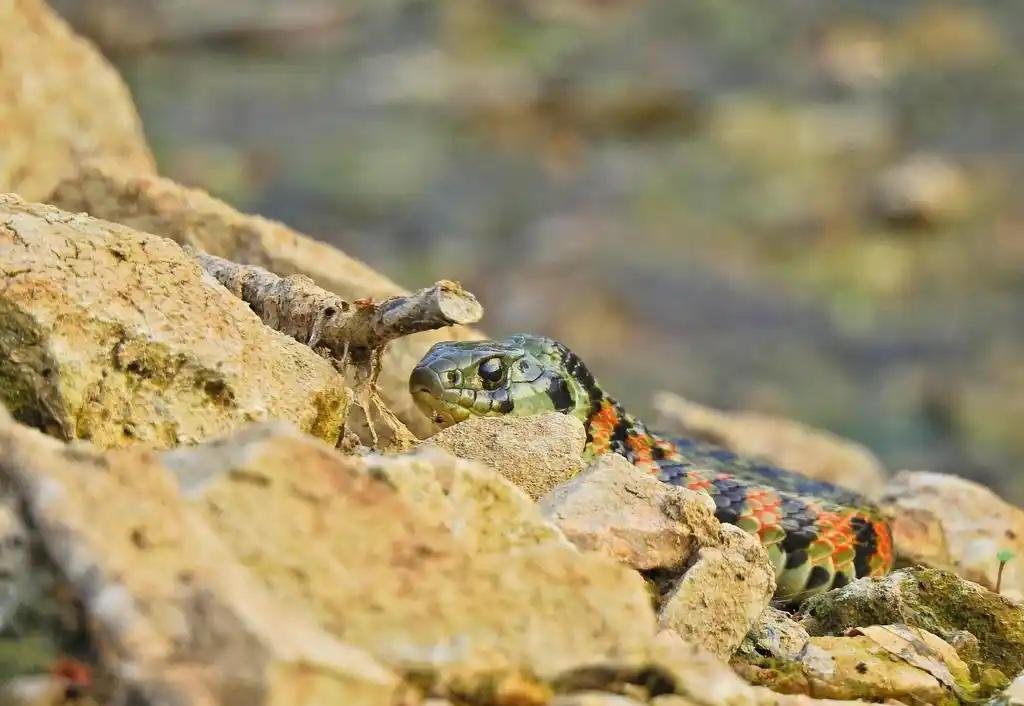 中国鸡冠蛇真的存在吗.中国有鸡冠蛇吗？-第1张图片