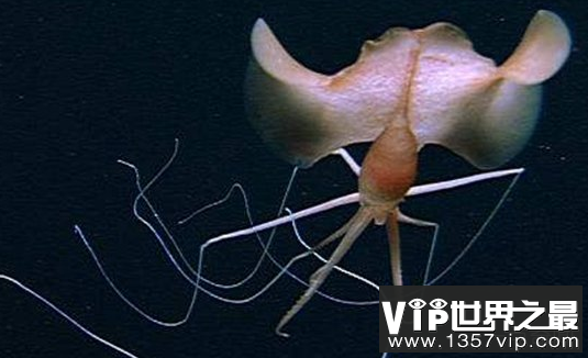 【怪兽之谜在哪里可以看,怪兽之谜是否真的】-第1张图片