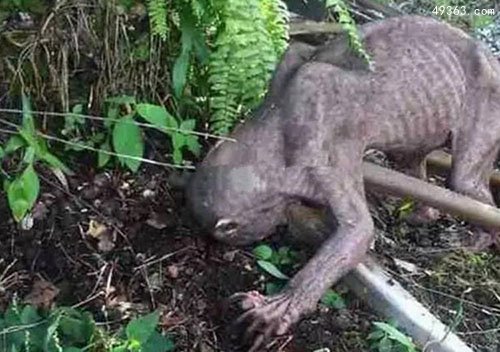 水猴子是什么东西/水猴子是什么东西形成的-第3张图片