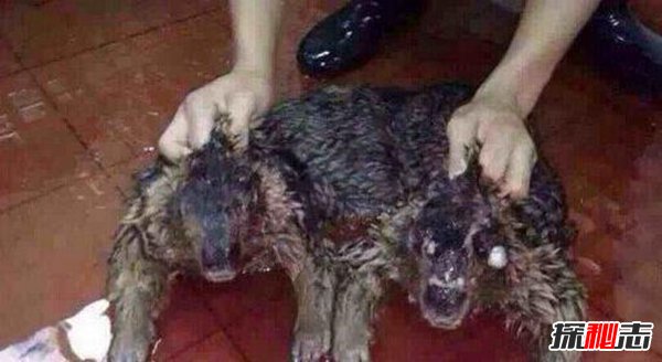 水猴子是什么东西/水猴子是什么东西形成的-第2张图片