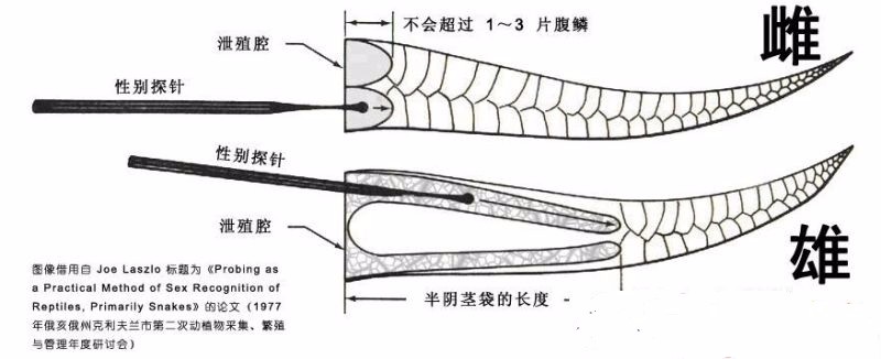 雌雄同体的动物怎么繁殖(雌雄同体的生物怎么繁衍后代)-第2张图片