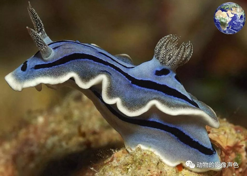 雌雄同体的动物怎么繁殖(雌雄同体的生物怎么繁衍后代)-第1张图片