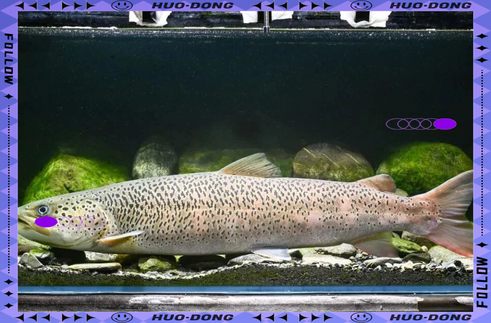 喀纳斯湖水怪的真相纪录片.喀纳斯湖水怪之谜视频？-第2张图片