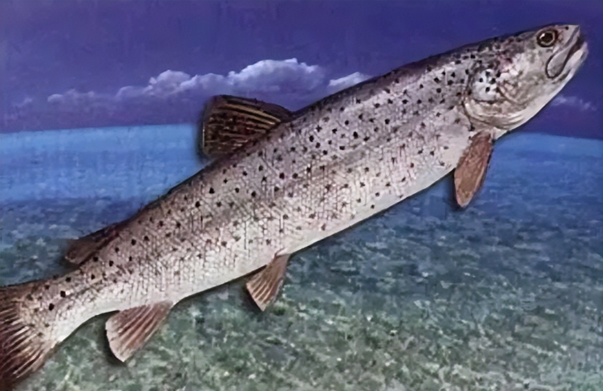 喀纳斯湖水怪的真相纪录片.喀纳斯湖水怪之谜视频？-第1张图片