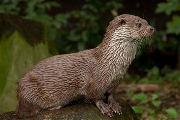 水鬼是谁通天塔/水鬼的原型-第1张图片