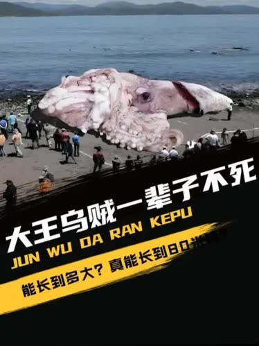 梅尔维尔鲸vs大王乌贼/梅尔维尔鲸大战大王乌贼-第1张图片