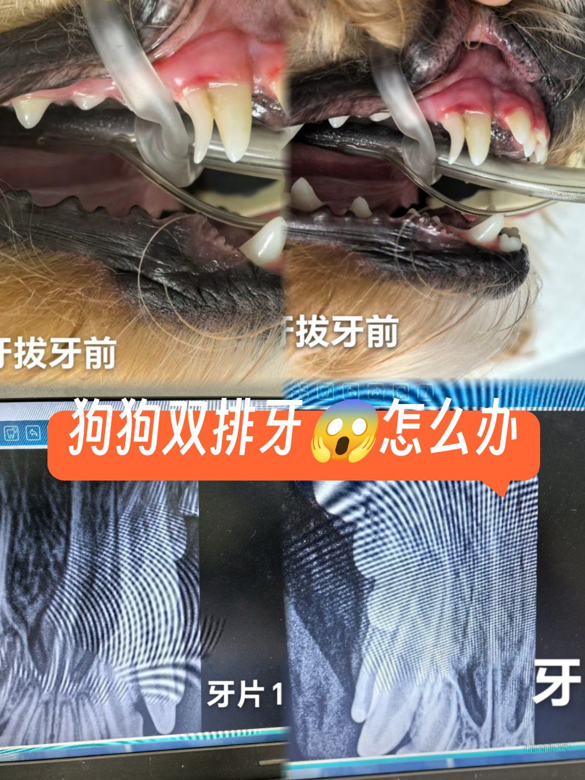 【哪些动物的牙是多牙列,请问什么动物的牙齿比较多】-第1张图片