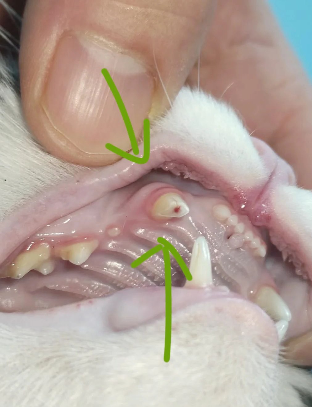 【哪些动物的牙是多牙列,请问什么动物的牙齿比较多】-第3张图片