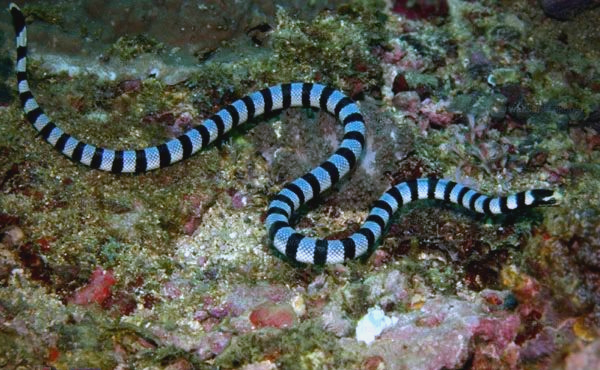 海洋里有巨大的蛇吗(海洋里面有海蛇吗)-第1张图片