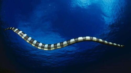 海洋里有巨大的蛇吗(海洋里面有海蛇吗)-第2张图片