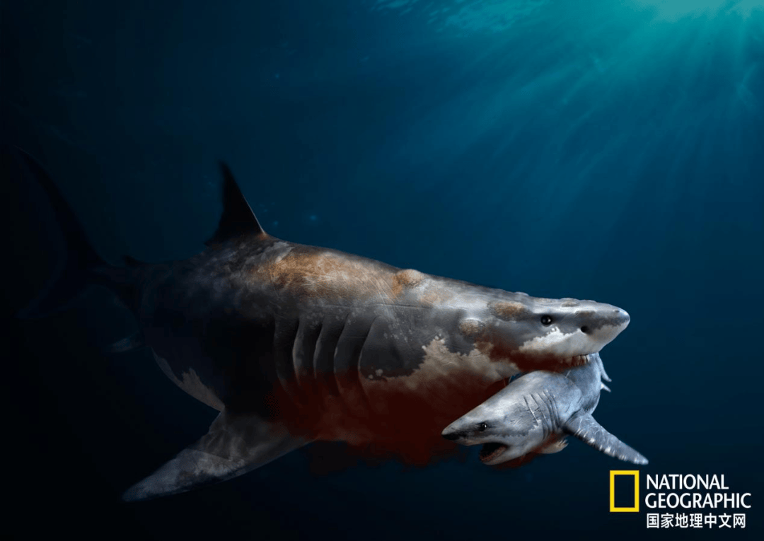 巨齿鲨和大白鲨/巨齿鲨和大白鲨谁最厉害-第1张图片