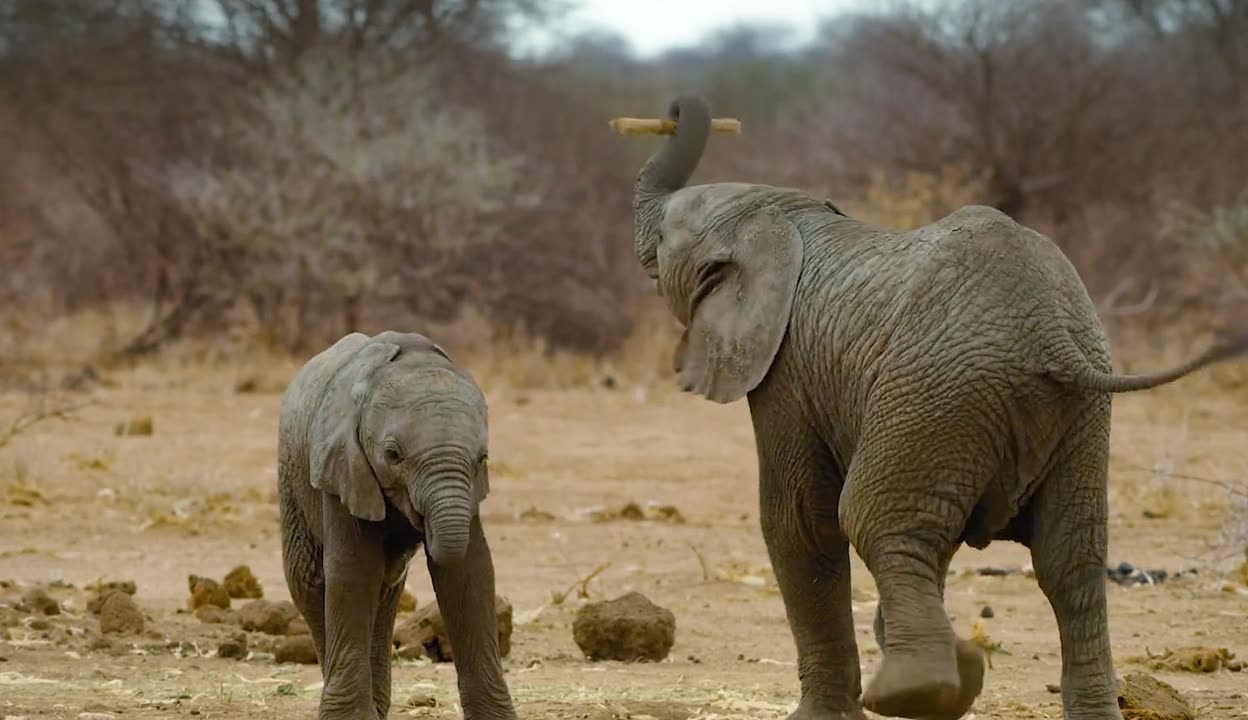 【象鼻族人为什么那么长纪录片,象鼻族人的生活方式】-第1张图片