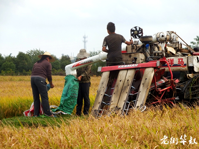 割禾机前十品牌(割禾机前十品牌有哪些)-第1张图片