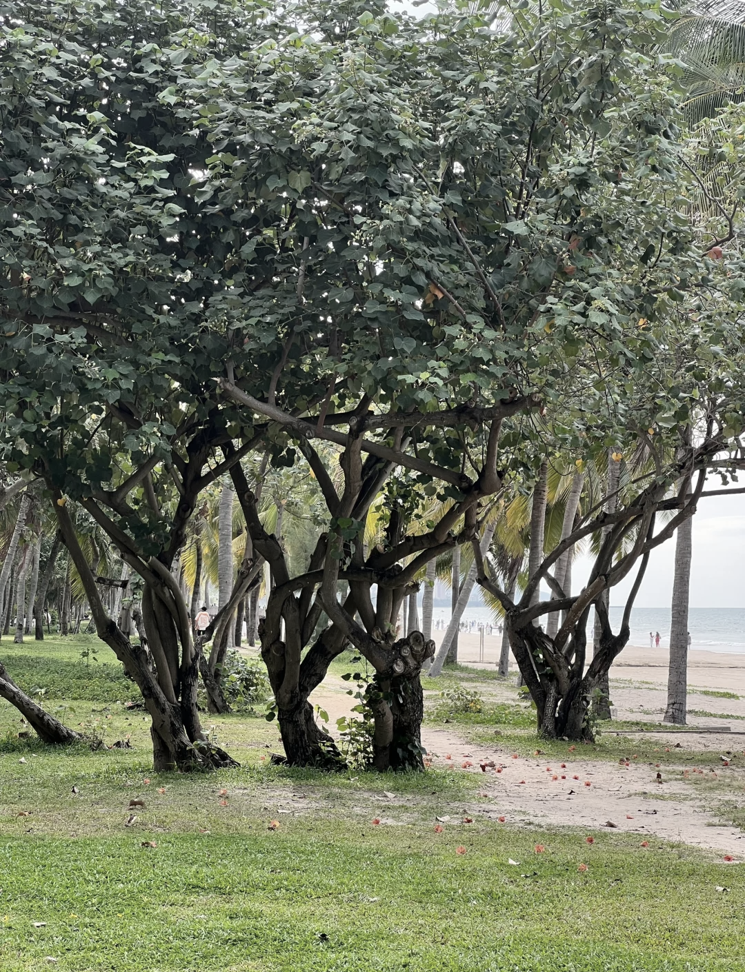 海南省旅游攻略必去景点(海南省旅游景点推荐)-第1张图片