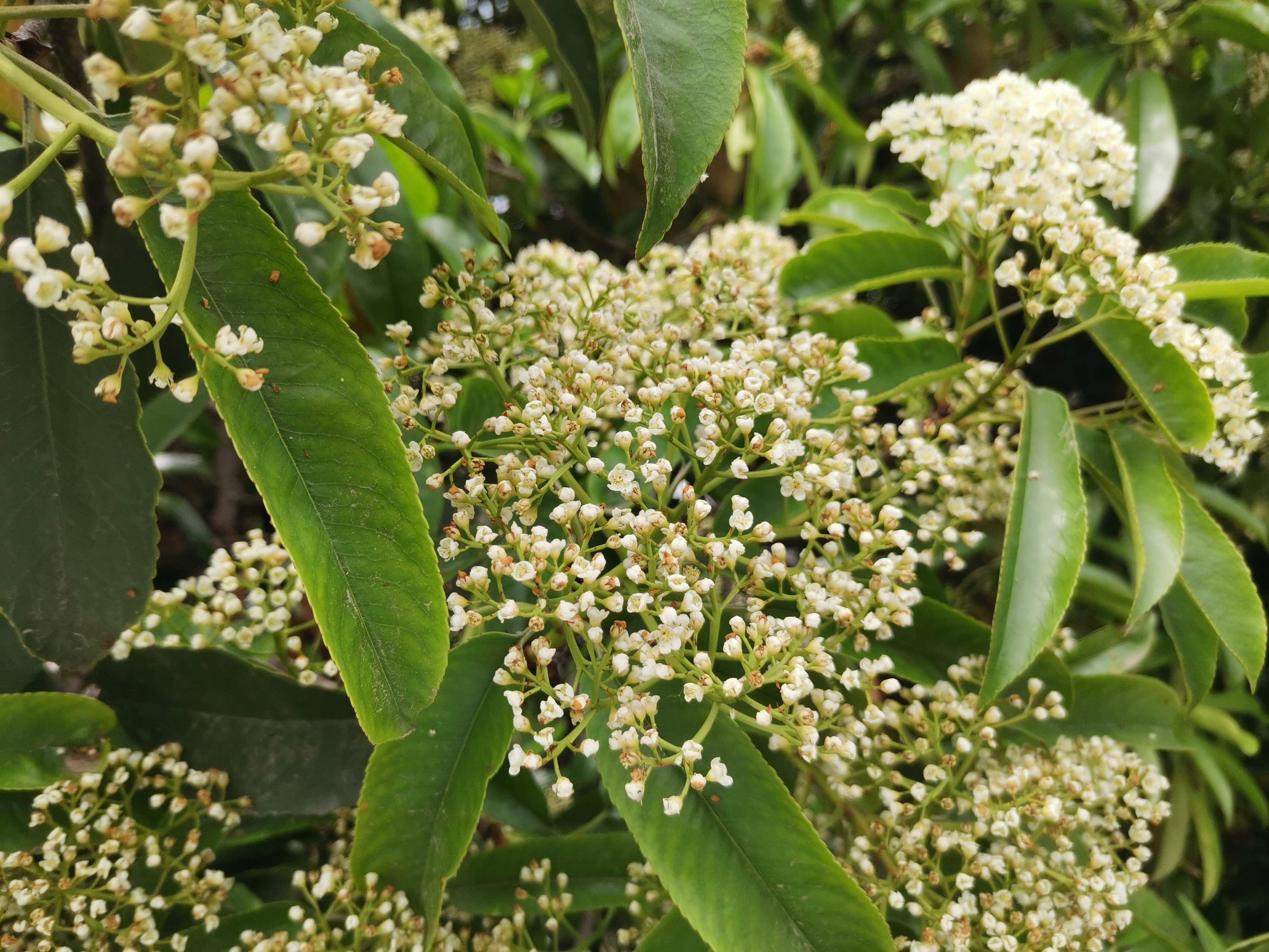 石楠花气味好恶心.石楠花味道为什么难闻?-第1张图片