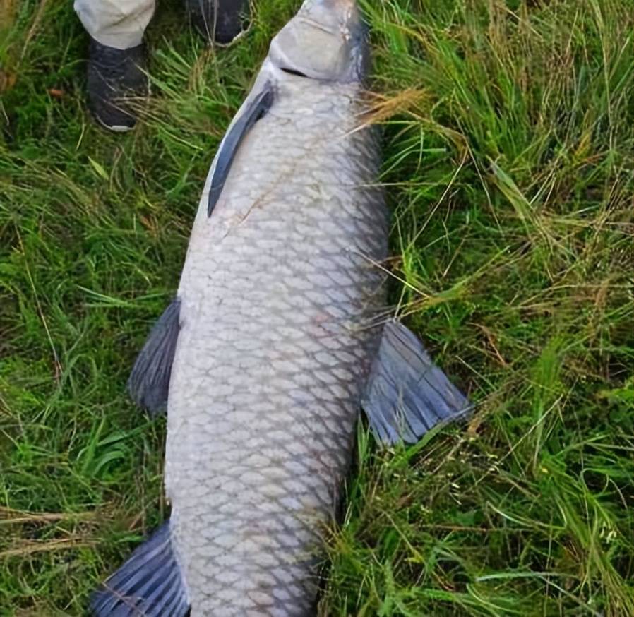 我国四大家鱼是哪些(我国四大家鱼是哪四大家鱼)-第1张图片