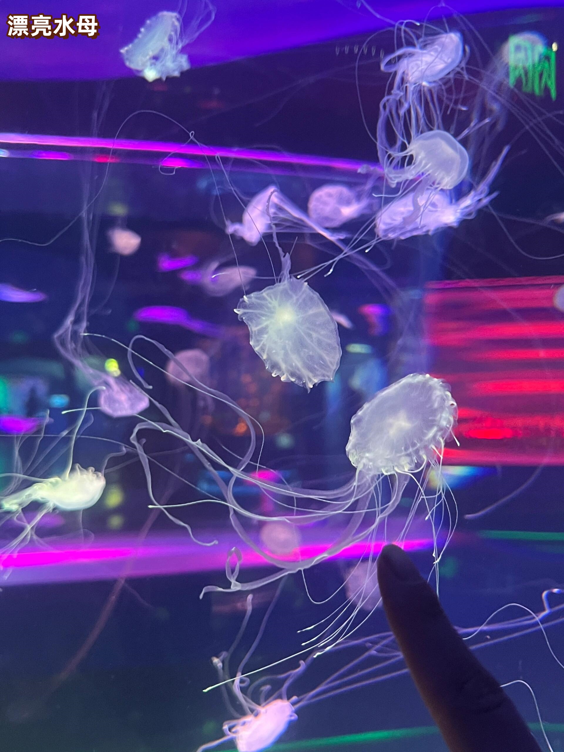 【上海海洋水族馆,上海海洋水族馆60岁以上老人门票】-第1张图片