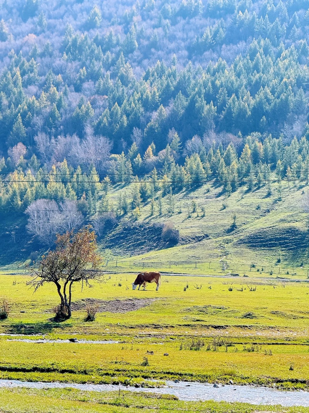 丰宁坝上草原(丰宁坝上草原几月份去合适)-第1张图片