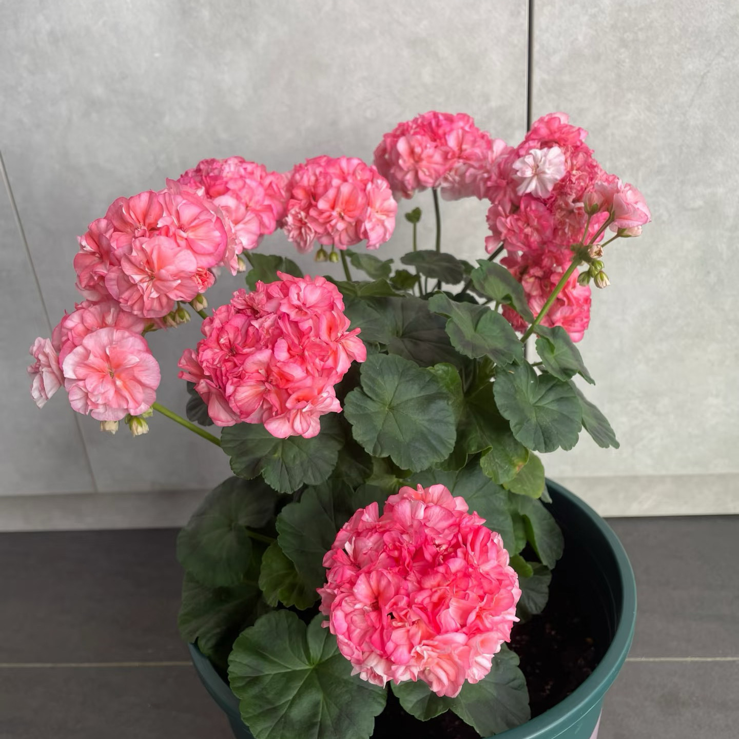 【前十果酱品牌,前十果酱品牌排名榜】-第1张图片