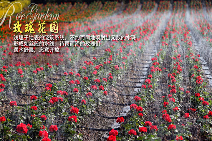 百万葵园门票多少钱一张/百万葵园的门票多少钱-第1张图片