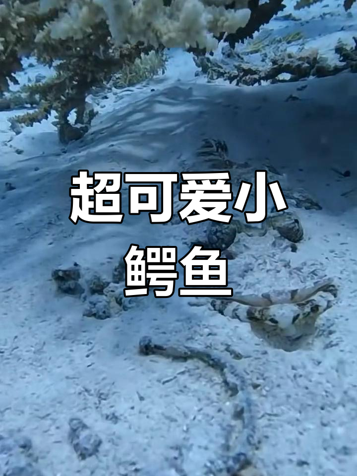 宠物鳄鱼在哪买.哪里可以买鳄鱼宠物?-第3张图片