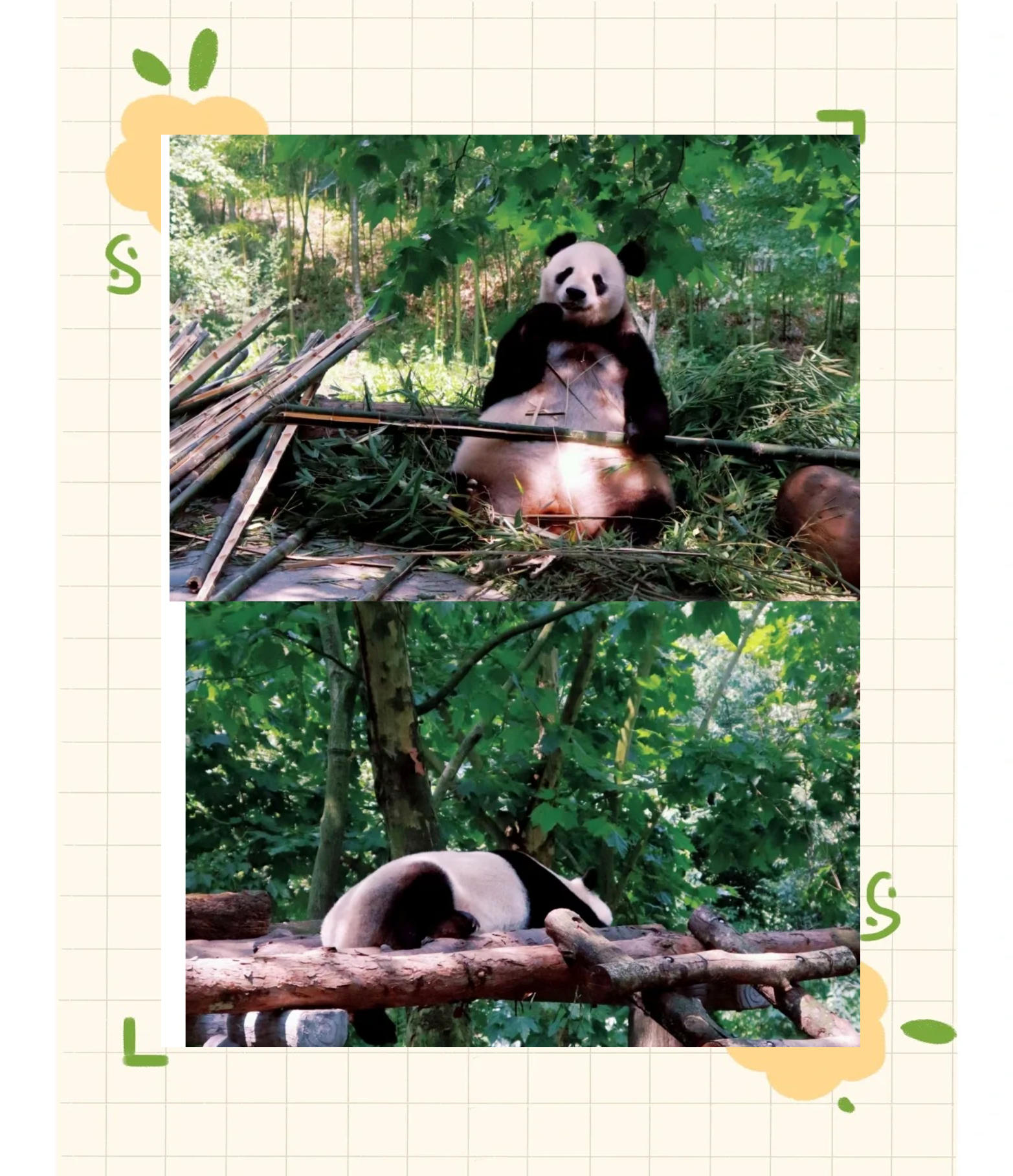 九寨沟自由行攻略最详细(黄龙和九寨沟有必要都去吗)-第3张图片