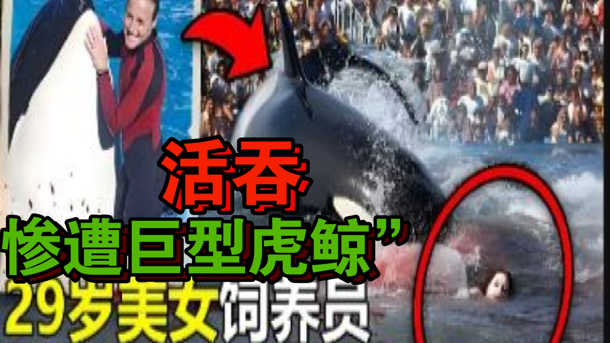 虎鲸杀死驯养员.虎鲸杀死饲养员？-第2张图片