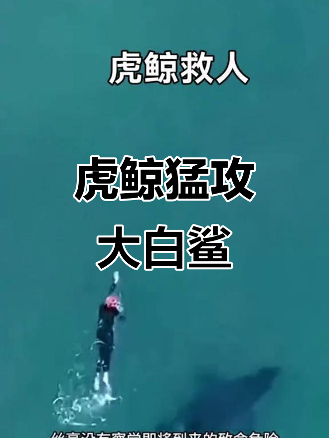 虎鲸杀死驯养员.虎鲸杀死饲养员？-第1张图片