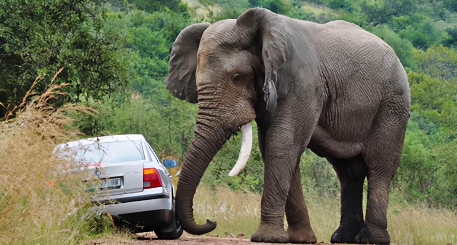 象人族的简介/象人族?-第1张图片
