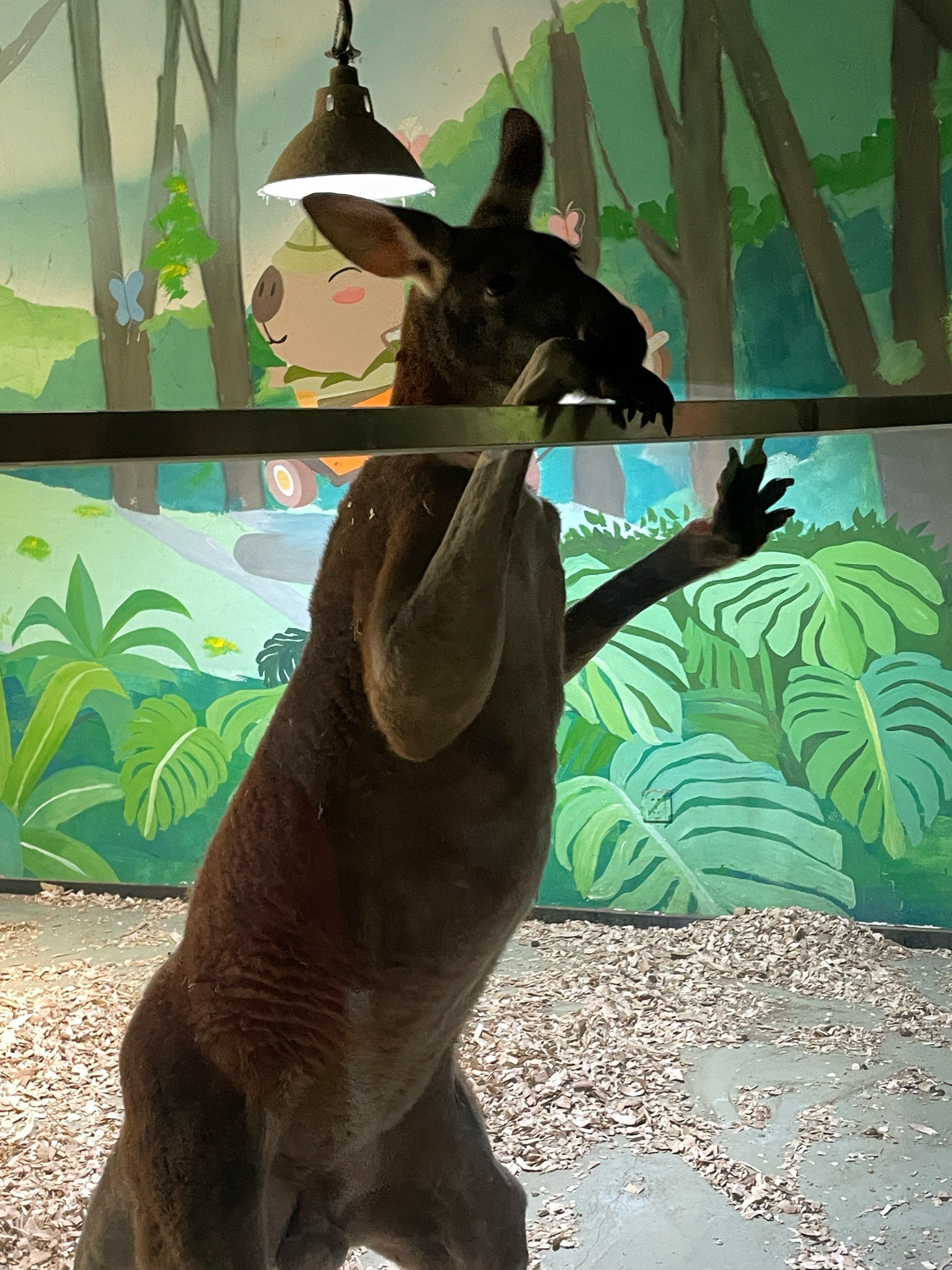 世界上美人鱼真的存在吗.世界上美人鱼真的存在吗图片?-第1张图片