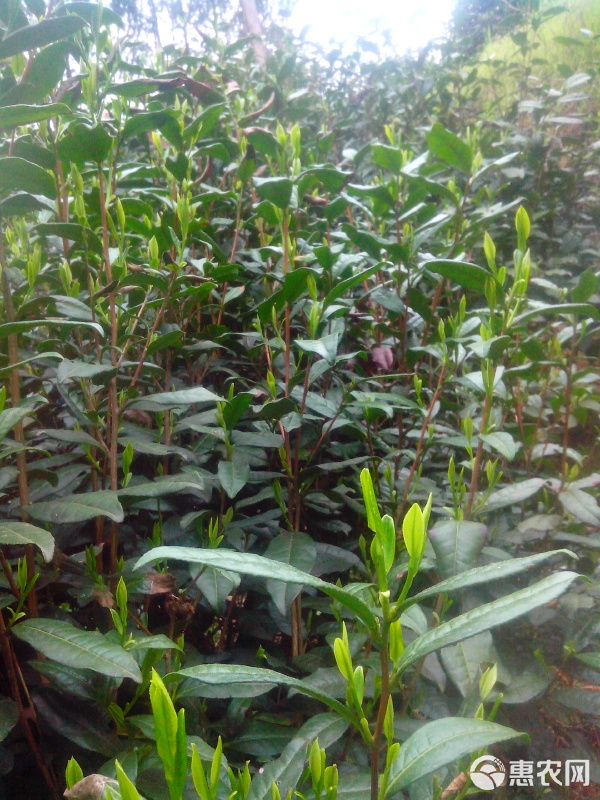 桐城小花前十品牌.桐城小花档次？-第1张图片