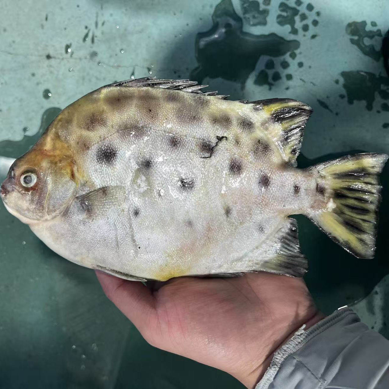 【金钱鱼的功效与作用,金钱鱼图片】-第2张图片