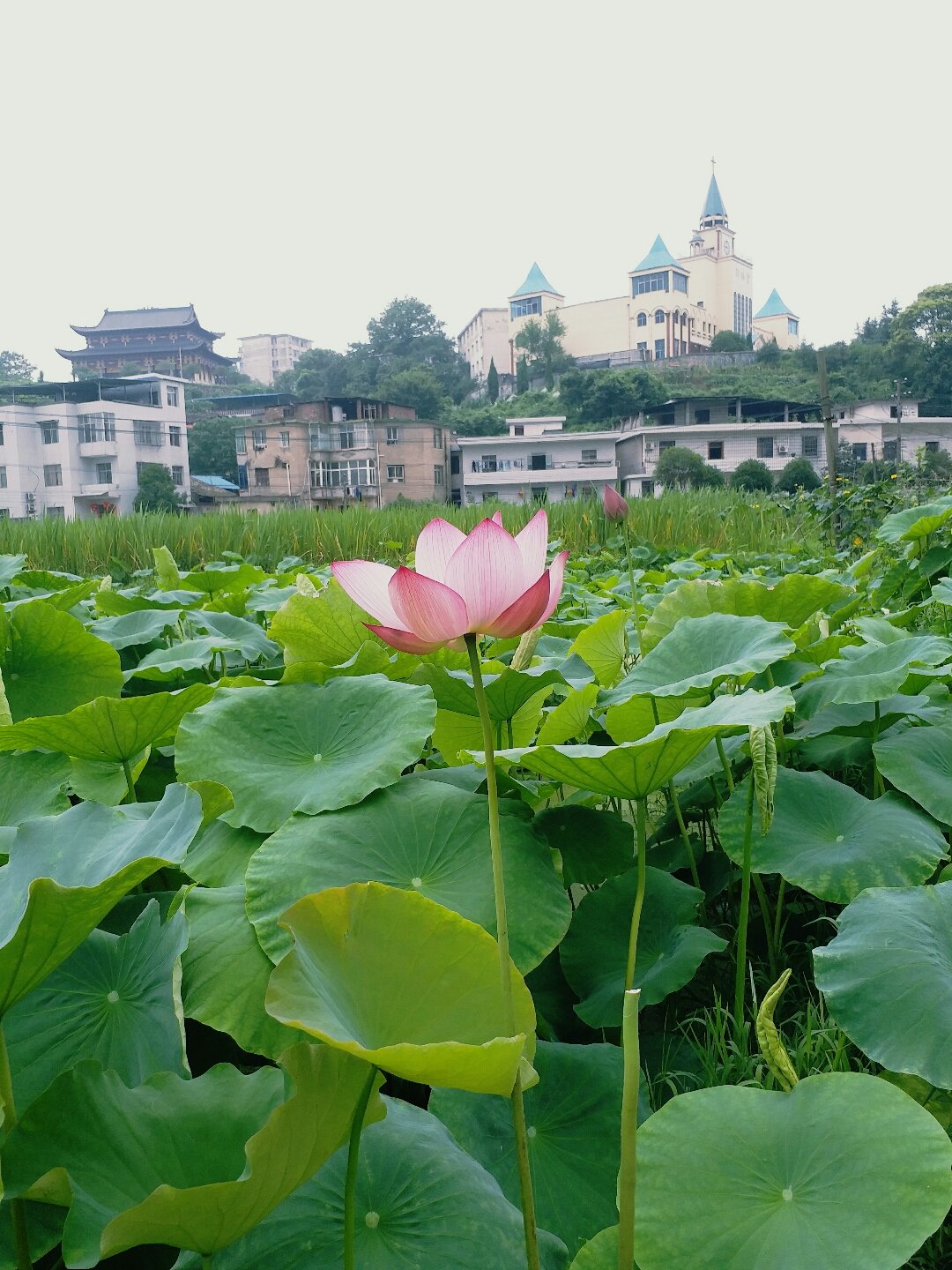 【萍乡天气,萍乡天气预报15天查询官方网站】-第1张图片