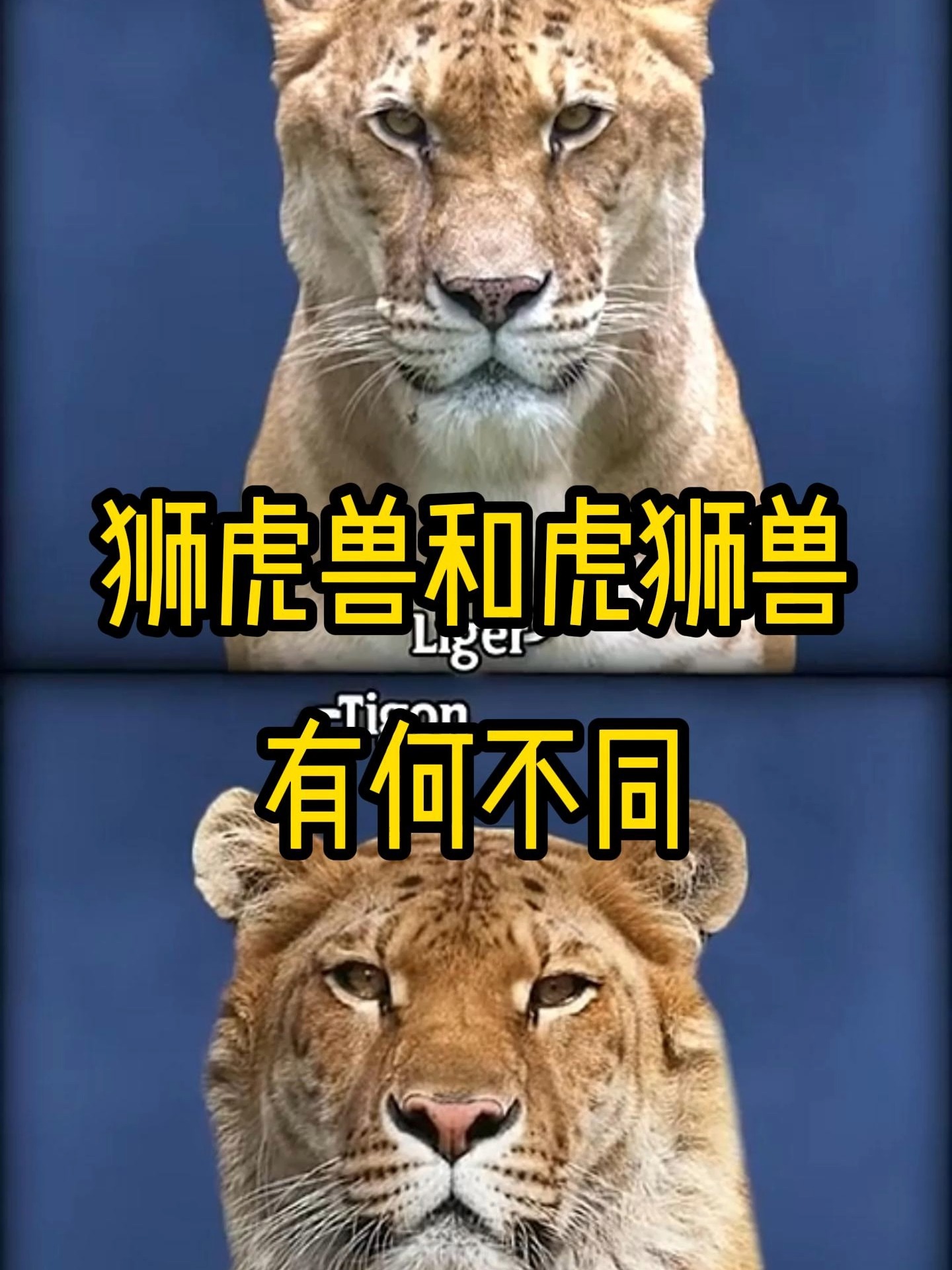 巴厘虎和爪哇虎(巴厘虎和爪哇虎是一种吗)-第1张图片